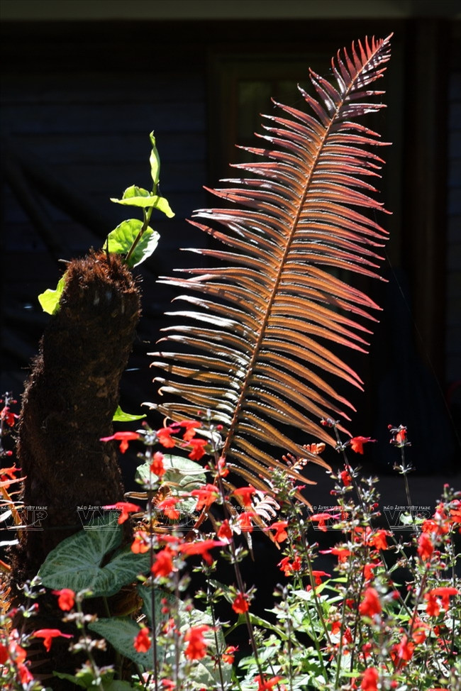 Khám phá đỉnh Lang Biang huyền thoại trên cao nguyên Lâm Đồng ảnh 11