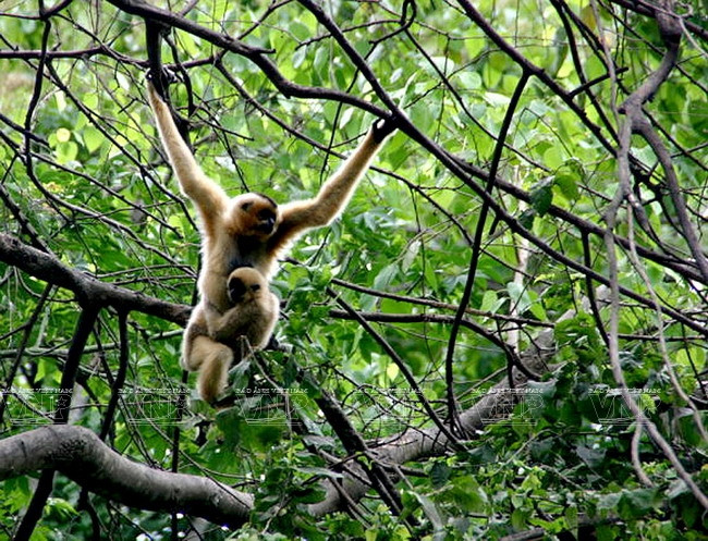 Khám phá đỉnh Lang Biang huyền thoại trên cao nguyên Lâm Đồng ảnh 13
