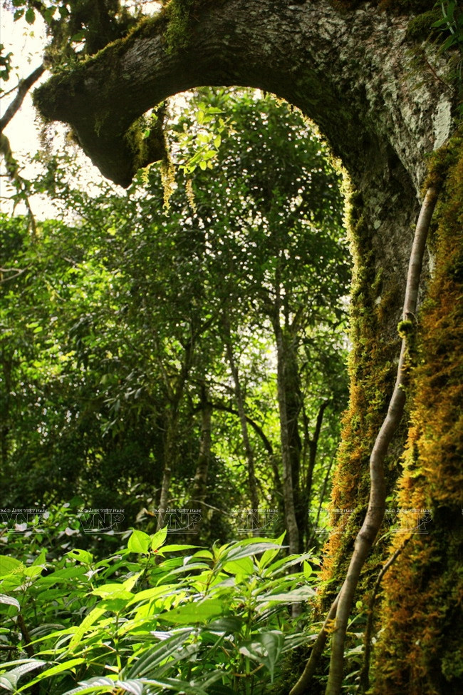 Khám phá đỉnh Lang Biang huyền thoại trên cao nguyên Lâm Đồng ảnh 9