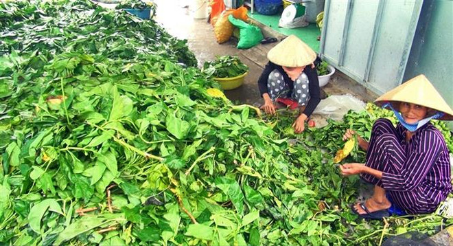 Cà Mau kiểm tra việc thương lái mua lá nhàu tươi với giá cao ảnh 1