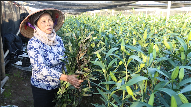 Người Tây Tựu “xắn tay” trồng rau gỡ vốn sau vụ hoa ly thất thu ảnh 2