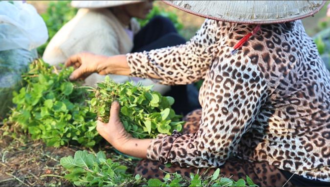 Người Tây Tựu “xắn tay” trồng rau gỡ vốn sau vụ hoa ly thất thu ảnh 4