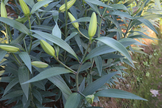 Người Tây Tựu “xắn tay” trồng rau gỡ vốn sau vụ hoa ly thất thu ảnh 3