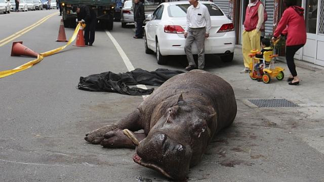 Chú hà mã tội nghiệp rơi khỏi xe trong lúc vận chuyển đã qua đời ảnh 1