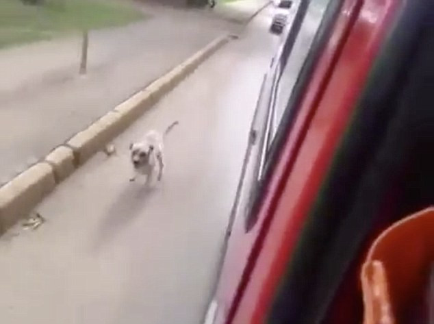 Chú chó trung thành đuổi theo xe cấp cứu chở chủ vào bệnh viện ảnh 1