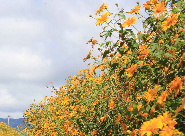 Du khách nườm nượp đổ về Ba Vì thưởng ngoạn hoa dã quỳ ảnh 1