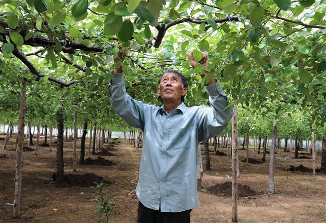 Trồng táo trong nhà lưới mang lại hiệu quả cao tại Ninh Thuận ảnh 2