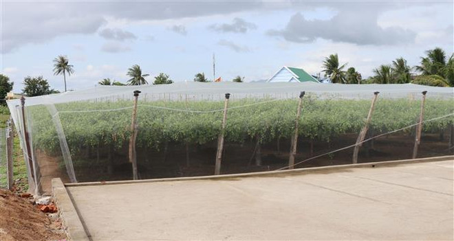 Trồng táo trong nhà lưới mang lại hiệu quả cao tại Ninh Thuận ảnh 3