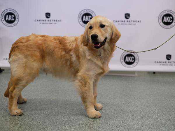 Chó có khả năng phát hiện bệnh nhân mắc bệnh ung thư vú ảnh 1