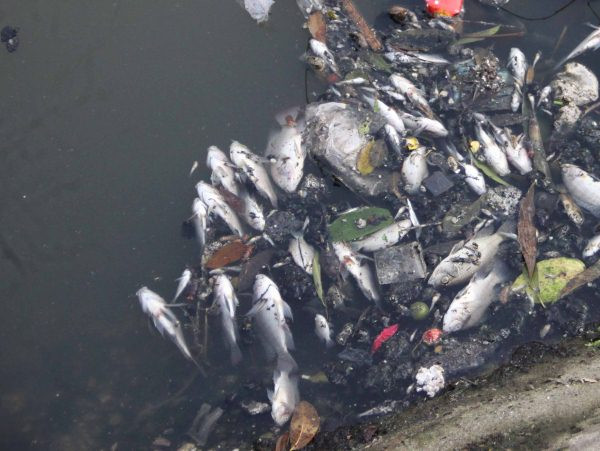 Cá chết hàng loạt, nước chuyển màu ở thượng nguồn sông Sài Gòn ảnh 1