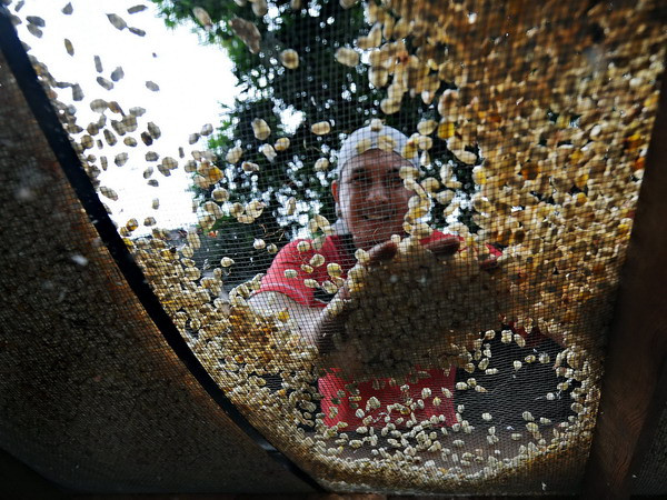 Brazil dự báo sản lượng ngũ cốc sẽ đạt kỷ lục mới ảnh 1