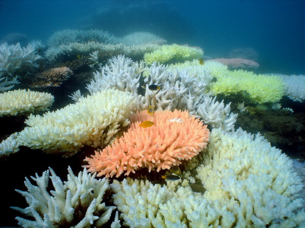 Rạn san hô lớn nhất thế giới Great Barrier Reef. (Nguồn: AFP/TTXVN) Rạn san hô lớn nhất thế giới sẽ bị xóa sổ năm 2100 ảnh 1