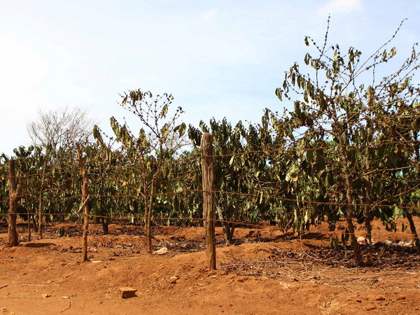 Trồng ngoài quy hoạch, hàng chục nghìn hécta càphê chết khô ảnh 1