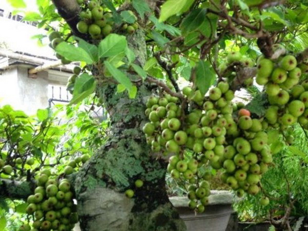 Ý nghĩa của cây sung trong ngày Tết cổ truyền ở Việt Nam ảnh 1