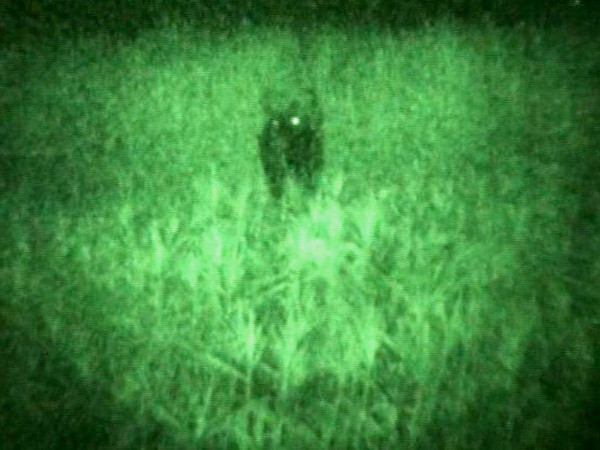 Yêu cầu sớm giám định xác định bò lạ có phải là giống bò tót? ảnh 1