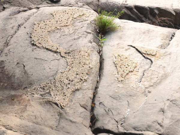 Phát hiện phiến đá nổi lên hình ảnh về bản đồ Việt Nam ảnh 1