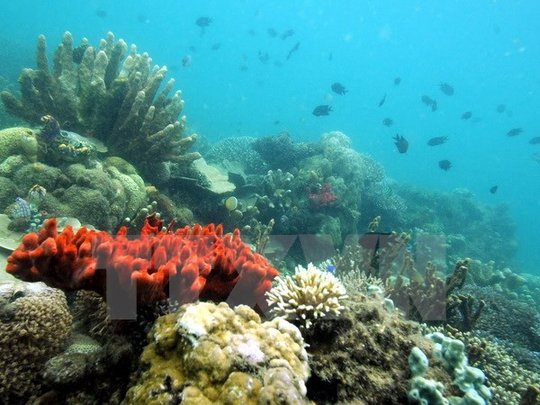 60 quốc gia cam kết ngăn chặn nạn đánh bắt cá và bảo vệ biển ảnh 1