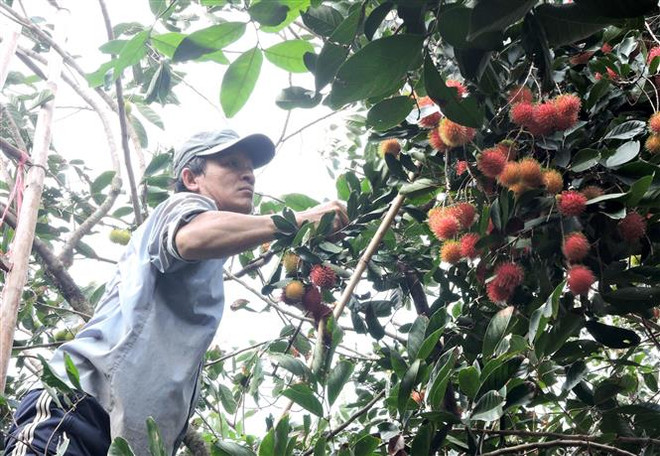 Đầu tư vào khâu chế biến để tăng chất lượng cho trái cây ĐBSCL ảnh 2