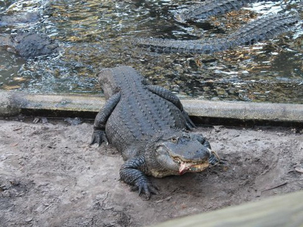 Bị cắn nát tay vì cả gan kéo lê cá sấu trên đường cao tốc ảnh 1