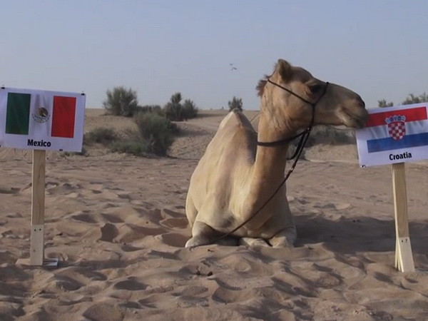 "Tiên tri" lạc đà dự đoán kết quả của trận tử chiến bảng A ảnh 1