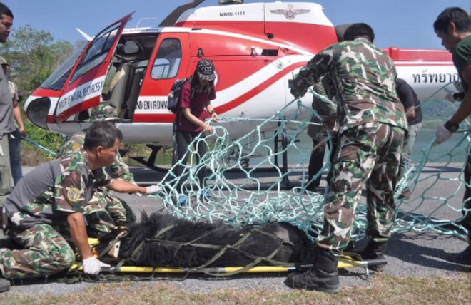 Gấu đen chết thảm khi được vận chuyển bằng máy bay trực thăng ảnh 1