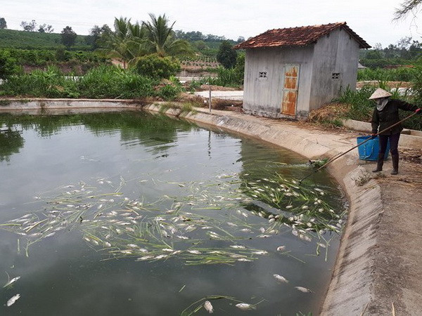 Kon Tum: Cá chết nổi trắng hồ, người chăn nuôi gặp khó khăn ảnh 1