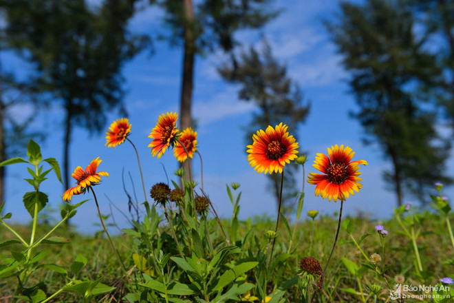 Cửa Lò: Nhiều cánh đồng hoa cúc biển nở rực rỡ thu hút du khách ảnh 1