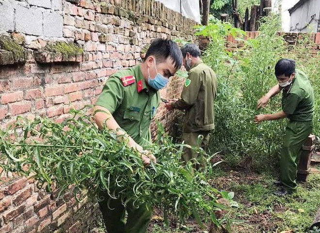 Vĩnh Phúc: Phát hiện, nhổ bỏ hơn 100 cây cần sa trồng ở nhà một hộ dân ảnh 1