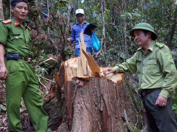 Thủ tướng yêu cầu điều tra vụ phá rừng pơmu tại Quảng Nam ảnh 1