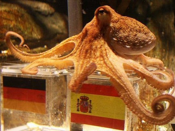 Gấu trúc trổ tài dự đoán kết quả tại World Cup 2014 ảnh 2