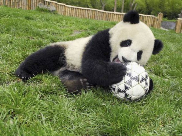 Gấu trúc trổ tài dự đoán kết quả tại World Cup 2014 ảnh 1