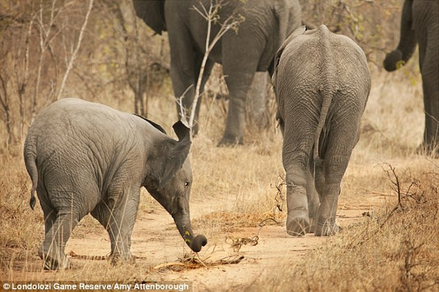 Chú voi được cả đàn giúp đỡ khi bị sợi dây bẫy cứa chân ảnh 3