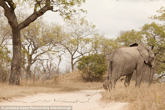 Chú voi được cả đàn giúp đỡ khi bị sợi dây bẫy cứa chân ảnh 1
