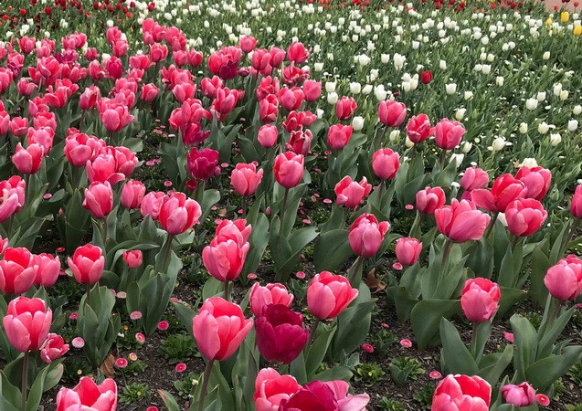 Lâm Đồng nhập khẩu nhiều giống hoa cao cấp phục vụ thị trường Tết ảnh 1