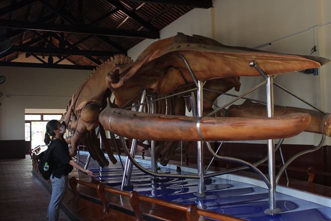 Bình Thuận: Bảo tồn và phát huy Lễ hội cầu ngư ở vạn Thủy Tú ảnh 2