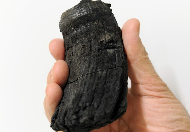 Phát hiện răng khổng lồ của loài bò sát biển cổ đại ở dãy núi Alps ảnh 1