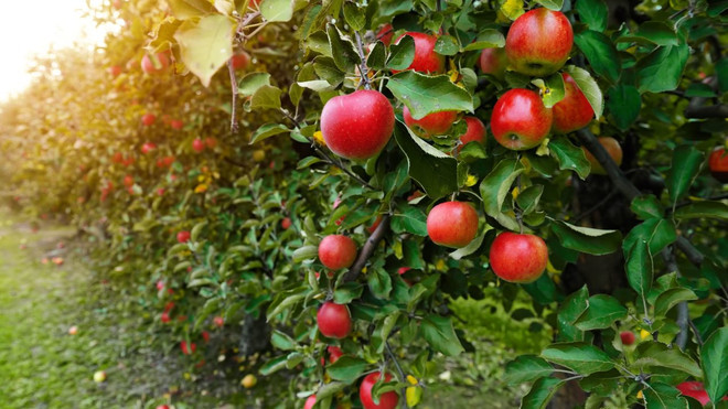 Táo Wisconsin. (Nguồn: midwestfarmreport.com) apples-1270x714.jpg