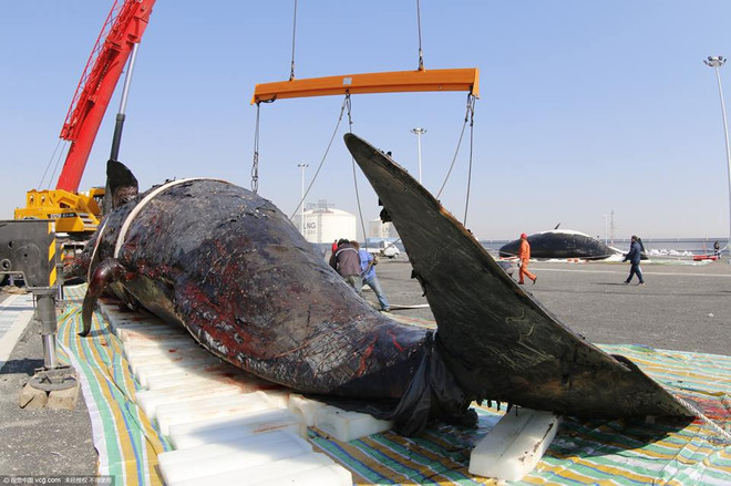 Hai con cá nhà táng mắc cạn, chết thảm trên bờ biển ở Trung Quốc ảnh 3
