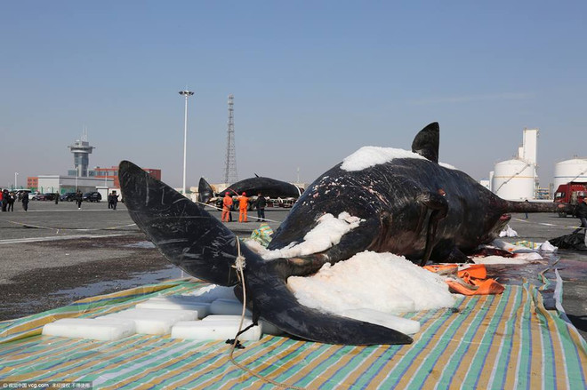 Hai con cá nhà táng mắc cạn, chết thảm trên bờ biển ở Trung Quốc ảnh 2