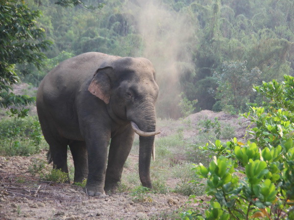 Voi rừng liên tục phá hoại hoa màu, tài sản của người dân ở Đồng Nai ảnh 1