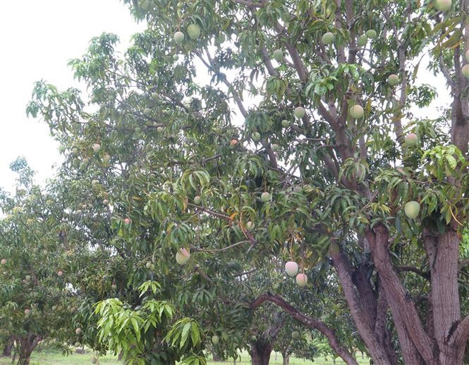 Khánh Hòa: Xoài Úc rớt giá thê thảm khiến nhà vườn muốn bỏ cuộc ảnh 2