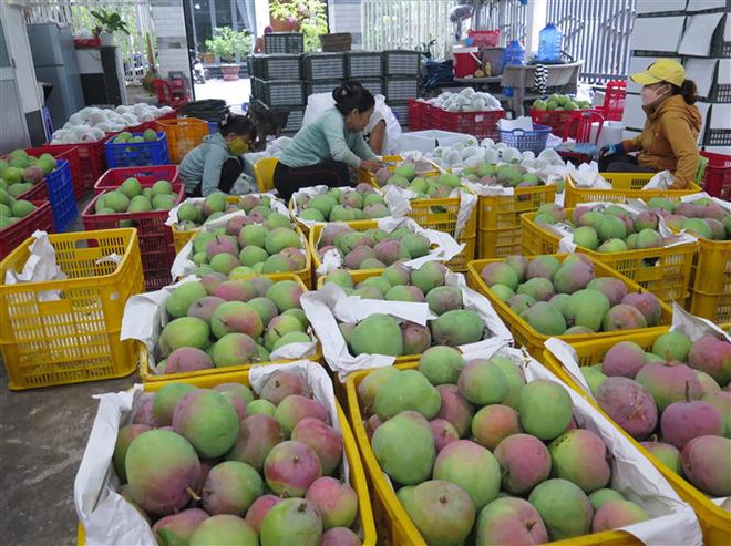 Khánh Hòa: Xoài Úc rớt giá thê thảm khiến nhà vườn muốn bỏ cuộc ảnh 1