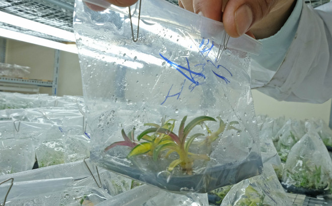 Lâm Đồng: Ứng dụng kỹ thuật chiếu xạ gây đột biến trên hoa lan ảnh 2