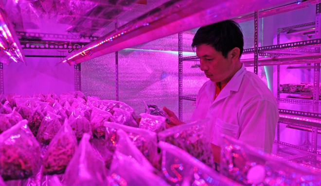 Lâm Đồng: Ứng dụng kỹ thuật chiếu xạ gây đột biến trên hoa lan ảnh 1