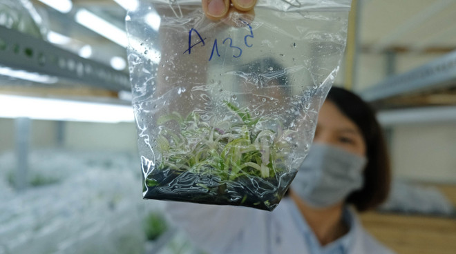 Giải mã công nghệ nhân giống hàng loạt lan Giả hạc Di Linh ở Lâm Đồng ảnh 2