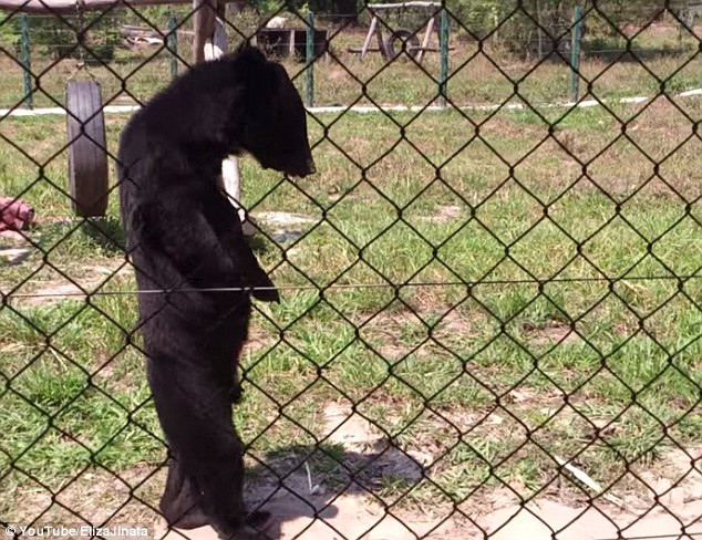 [Video] Chú gấu gây kinh ngạc bởi dáng đi giống hệt con người ảnh 1