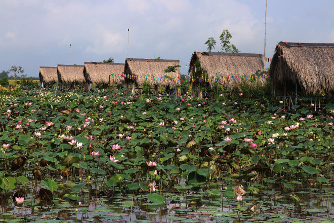 Nỗ lực giúp Đồng Tháp bứt phá vươn lên từ cánh sen hồng ảnh 2