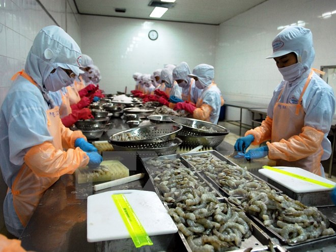 Chế biến tôm đông lạnh xuất khẩu. (Ảnh: Danh Lam/TTXVN) Chất lượng là tiêu chí để bứt phá xuất khẩu nông thủy sản vào EU ảnh 1