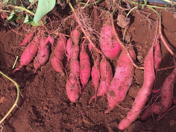 Người nông dân Gia Lai ''mắc kẹt'' với cây khoai lang Nhật ảnh 1