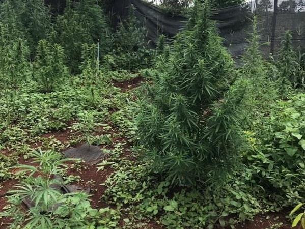 Gia Lai: Phát hiện, nhổ bỏ hơn 2.000 cây cần sa trồng trong rừng ảnh 1